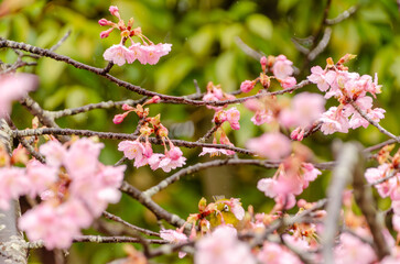 春の訪れを告げる河津桜とメジロ