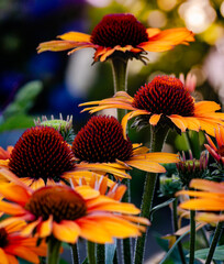 orange and yellow flowers
