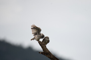 Two spotted owlets perched on a dry tree branch against a soft, grey sky. One owl is in mid flight with wings raised, interact with other one.