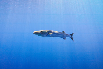 Large great barracuda Sphyraena barracuda swimming in blue open water with sunlight sunbeams in background