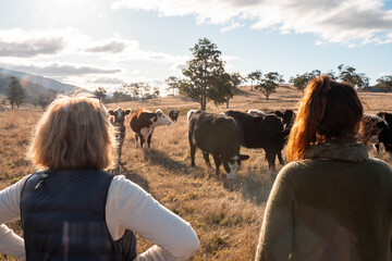 livestock in a meadow, sustainable carbon neutral farming being practiced. regenerative raised cows in a field. agricultural technology innovation in australia © Phoebe