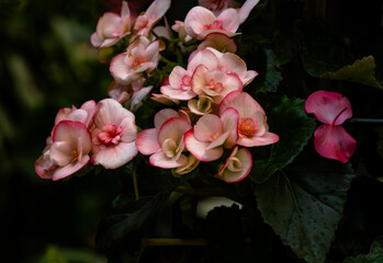 garden summer flowers on early morning