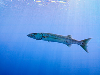 Large great barracuda Sphyraena barracuda swimming in blue open water with sunlight sunbeams in background
