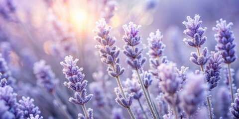 Obraz premium Frosted Lavender Blossoms in the Soft Morning Light A Delicate Display of Winter's Beauty