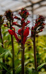red flower in the garden