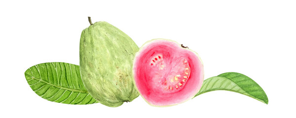 Guava whole fruit and slice with green leaves. Hand painted watercolor composition isolated on white. Textured ideal for summer textiles, cards, label, packaging, kitchen decor, tropical branding