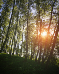 Sunlight filtering through the tall birch trees in a lush green forest, creating a serene and captivating natural landscape for nature enthusiasts. Vintage film aesthetic.