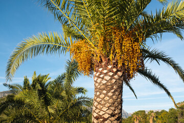 Tropical Date Palm Tree with Ripening Yellow Dates under Blue Sky – Phoenix Dactylifera in Sunny Climate, Ideal for Travel, Nature, Exotic Botany and Summer Landscape Photography
