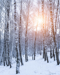 Birch grove after a snowfall on a winter. Sunlight breaking through the branches.