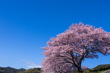 Naklejka premium Beautiful Kawazu cherry blossoms blooming in early spring against a blue sky.