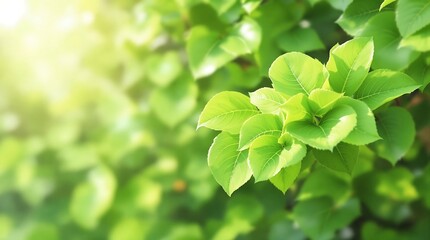 Close up view of vibrant green leaves illuminated by sunlight creating a natural and fresh aesthetic