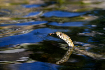 Grass snake glides gracefully through the water, its head rising above the surface with a vibrating tongue.The water reflects the vibrant colors and movement, creating a dynamic and natural spectacle.
