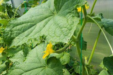 Fresh Cucumbers Growing on Vine – Green Cucumber Plant with Large Leaves and Yellow Flowers for publication, poster, calendar, post, screensaver, wallpaper, cover, website. High quality photography