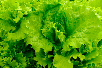 Fresh Green Leaf Lettuce (Lactuca sativa) – Vibrant, Curly-Edged Leaves in a Thriving Garden, a Nutrient-Rich, Fast-Growing, and Versatile Salad Green for Home Gardening and Organic Farming