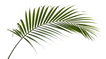 A vibrant green palm leaf with long, slender fronds extending gracefully against a stark white background