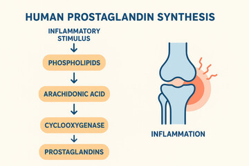 Human Prostaglandin Synthesis Illustration