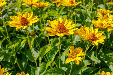 Vibrant yellow daisies bloom Heliopsis in dense clusters under bright sunlight, surrounded by lush...
