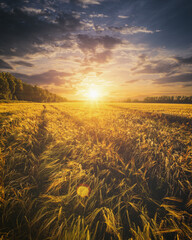 Gold wheat field glistening in evening sun. Harvest landscape with golden sunset glow for...