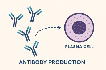 Antibody production illustration