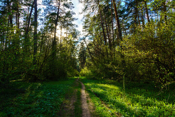 Forest path winding through green trees. Sunlit park landscape. Outdoor escape and natural scenery for relaxation.