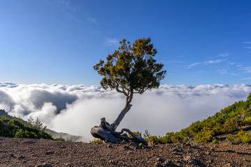 An old small tree at the edge of the hiking trail on the island of Madeira