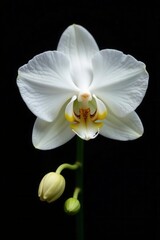 Pure white orchid, delicate petals, stark black background, wallpaper, texture, fresh
