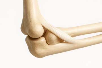 Elbow Joint Illustration
