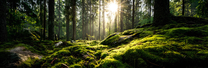 Obraz premium Beautiful, green forest with moss-covered soil and bright sun shining through the trees