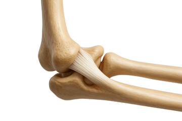 Elbow Joint Illustration