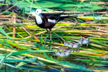 beautiful pictures of pheasant tailed jacana with water lily flowers 
