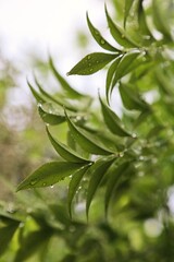 Fresh green leaves with water droplets after rain