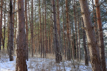 Fototapeta premium Mostly pine forest. Snow on the ground this winter day in February.