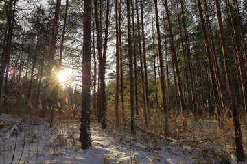Mostly pine forest. Snow on the ground this winter day in February.