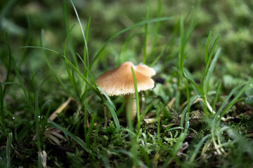 Mushroom in the grass