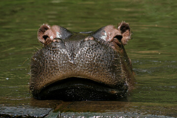 A hippopotamus in water, showcasing its powerful and distinct facial features