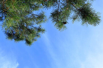 Fir tree branch against a light blue sky.
