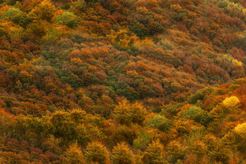 Colorful Autumn Forest Landscape: Vibrant Foliage of Red, Orange, and Yellow Leaves in the Hills
