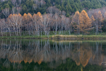 Mysterious early morning autumn foliage scenery at Kido Pond in Shiga Kogen in late autumn.
