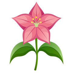 flower isolated on white