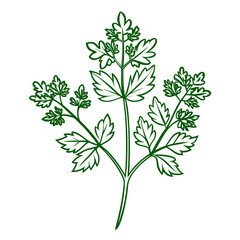vector illustration of a flower plant