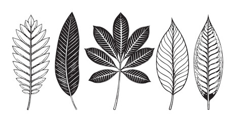 Five detailed botanical illustrations of different leaf silhouettes