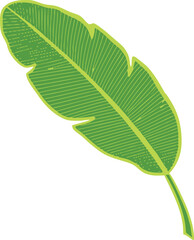 Green banana leaf with textured veins and outline vector
