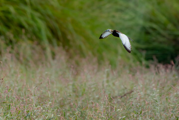 beautiful pictures of pheasant tailed jacana with water lily flowers 