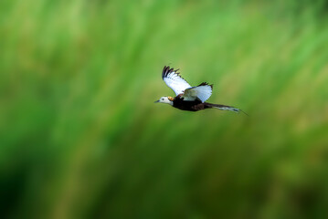 beautiful pictures of pheasant tailed jacana with water lily flowers 
