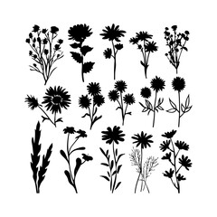 Black Aster Bloom Silhouette