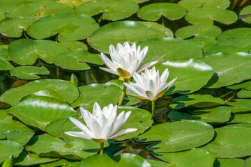 White water lilies bloom on green water lilies in a pond.