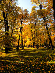 Fototapeta premium Bright yellow autumn park on a sunny day with people walking in the distance. Fallen leaves and golden trees create a European fall atmosphere in Saint Petersburg, Russia