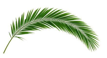 Obraz premium A single vibrant green palm frond curving gracefully isolated on transparent background