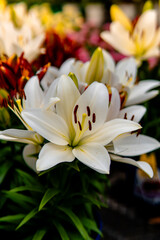 Fototapeta premium white lily flower