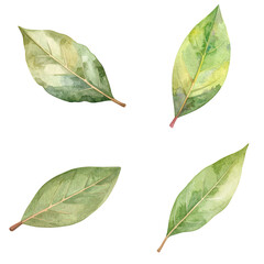 Watercolor bay leaves falling on transparent background